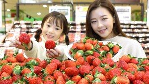 롯데마트, 12일부터 국산 딸기 판매행사