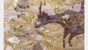 4만3900년 전에 그린 ‘물소 사냥’… 인류 最古 동굴벽화 인도네시아서 발견