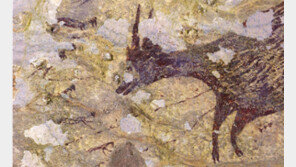 4만3900년 전에 그린 ‘물소 사냥’… 인류 最古 동굴벽화 인도네시아서 발견