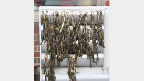 시래기와 실외기[고양이 눈]