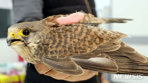 다친 황조롱이, 다시 날갯짓…40일 만에 회복한 천연기념물