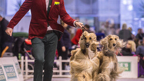 “내가 제일 아름다워” 애완견 2000마리 열전