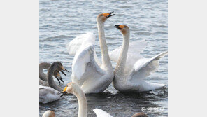 싸우는 고니?[고양이 눈] 