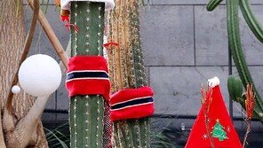 선인장도 성탄절[고양이 눈]