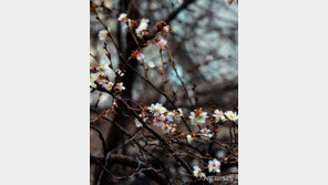 한겨울에 웬 벚꽃? 때아닌 개화 ‘눈길’