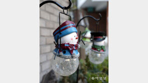 눈 빠지게 눈을 기다려요[고양이 눈]