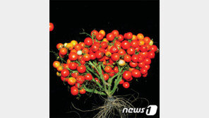 “포도야? 꽃이야?”…원광대 연구팀, 포도송이형 토마토 개발