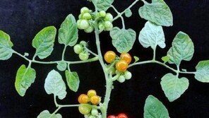 원광대 박순주 교수 연구팀, 포도송이형 토마토 식물체 개발