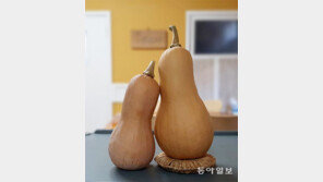 호박도 짝이 있네 [고양이 눈]