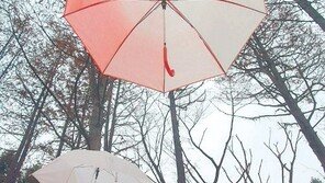 겨울비 소식[고양이 눈] 