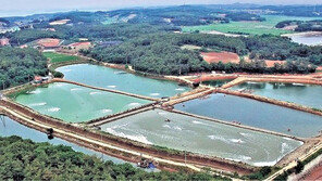 삼강어업법인, 친환경 양식업 투자로 월 150만원 수익