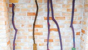 오색 빗자루[고양이 눈]