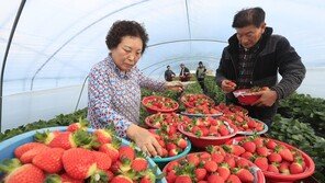 [퇴근길 한 컷] 봄향기 머금은 딸기 수확