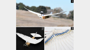 발가락 이용해 날개 쥐락펴락… ‘비둘기 비행’의 비밀 풀었다