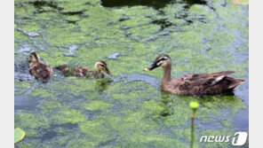 “오리떼가 사람 물어” 갑작스런 공격에 119까지 출동…무슨 일?