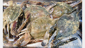 美연구팀 “태평양 급속 산성화…어린 게 껍질 약해져 생존 힘들어”