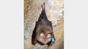 ‘바이러스 150종’ 품고 사는 박쥐