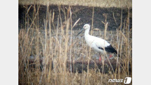 최대 철새서식지 순천만서 천연기념물 황새 발견