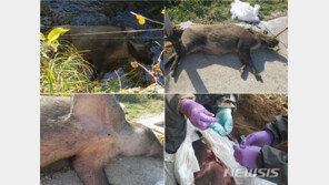 광역울타리 안 멧돼지 사체 10마리서 돼지열병 검출…누적 148번째