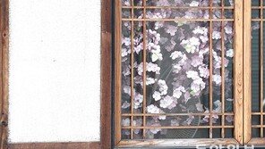 성큼 봄[고양이 눈]