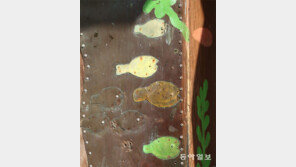 물고기 가족[고양이 눈]