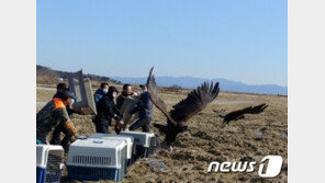 독극물 중독 야생독수리 9마리 자연 품으로