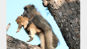 아기사자 납치한 개코원숭이