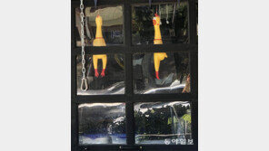 놀랐‘닭’[고양이 눈]