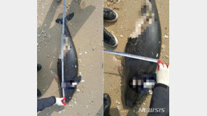 신안 천사대교 해안서 멸종위기 상괭이 사체 발견