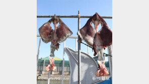 겨울 홍어[고양이 눈]