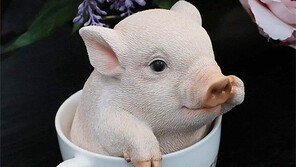 부러운 돼지[고양이 눈]