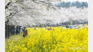 제주, 들불축제·왕벚꽃축제·유채꽃걷기대회 취소