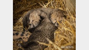 美오하이오 동물원서 ‘시험관시술’ 치타 탄생…세계 최초