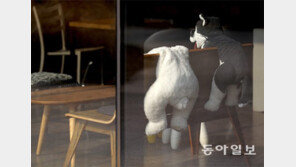 피곤한 곰, 활기찬 개[고양이 눈]