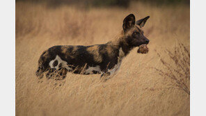 동물들도 민주적 의사결정 내린다 