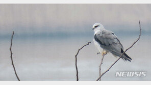 국내 희귀 철새 ‘검은어깨매’ 전북 동진·만경강서 첫 발견