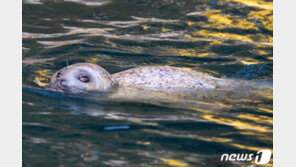 울릉도서 천연기념물 점박이물범, 멸종위기 물개 잇따라 발견