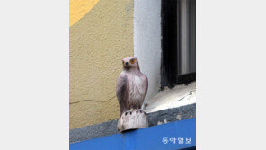 비둘기의 천적[고양이 눈]