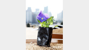 팬지의 계절[고양이 눈]