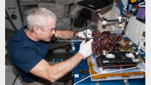 화성에 살아도 상추쌈 먹을 수 있겠네 