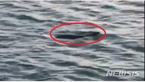 포항구항서 천연기념물 수달 발견…유영하다 사라져