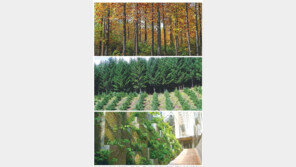 서울 남산 77배 면적에 나무 5000만 그루 심는다