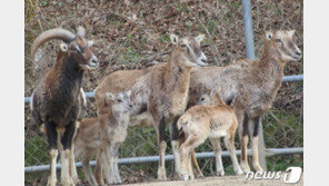광주 우치동물원에 잇따라 새 생명 탄생…재규어-갈색꼬리감기원숭이