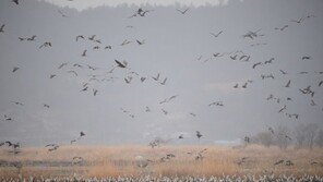 멸종위기 ‘겨울 진객’ 흑두루미, 순천만서 7700마리 관찰