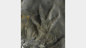 1억1000만 년 전 악어는 꼬리 들고 걸었네!