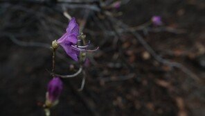 [청계천 옆 사진관]꽃잎 터뜨리자마자…산불에 타버린 진달래 꽃