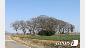 무안 조금나루 마을 ‘수호신’ 400년 팽나무 압류…왜?