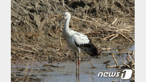 국내 인공증식 황새 ‘평화’, 신안 압해도에서 월동 뒤 북으로 이동