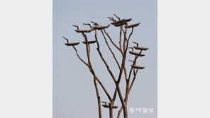 비행[고양이 눈]