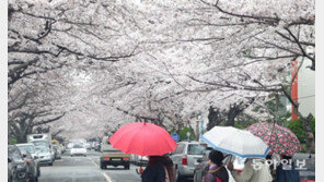 [퇴근길 한 컷] 꽃망울 터뜨린 벚꽃 아래 우산 쓴 시민들